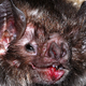 Illustration for article titled Vampire Bats Bond By Sharing Your Blood